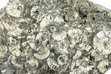 Ammonite (Promicroceras) Cluster - Marston Magna, England #282038-1